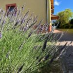 Klasická Masáž Plzeň & Sauna Plzeň | Radobyčice U Pole. Masáž Plzeň a sauna Plzeň - klasická masáž, relax, wellness a saunování v soukromí. U Pole v Radobyčicích nabízíme masáž na míru, privátní saunu a odpočinek.